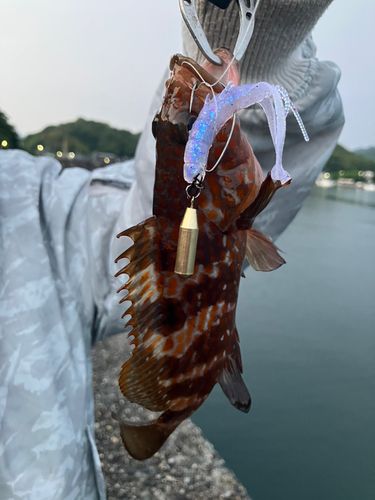 キジハタの釣果