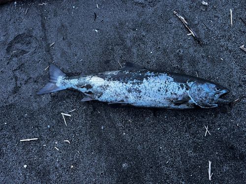 サクラマスの釣果