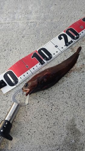 ドンコの釣果