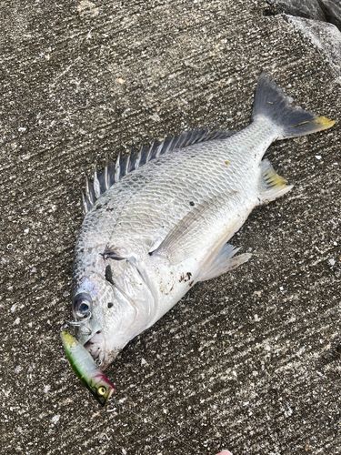 キビレの釣果