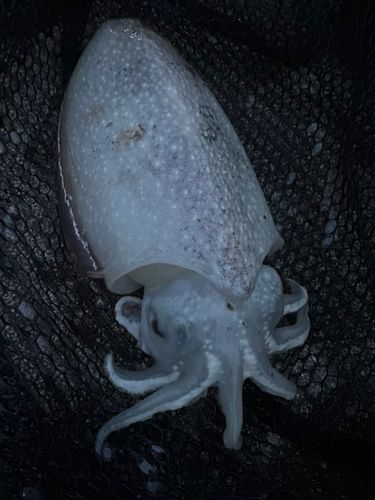 イカの釣果