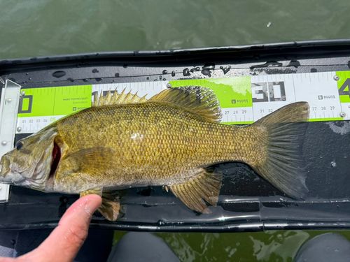 スモールマウスバスの釣果