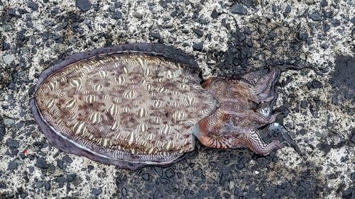 モンゴウイカの釣果