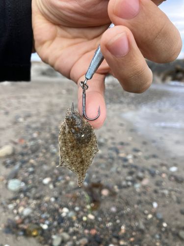 ソゲの釣果