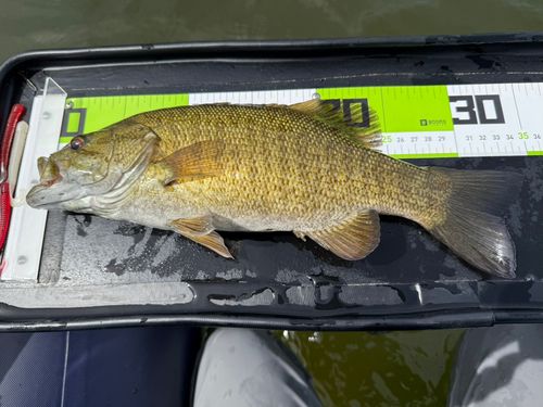 スモールマウスバスの釣果