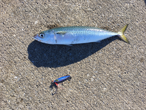 サバの釣果