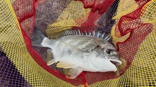 キビレの釣果