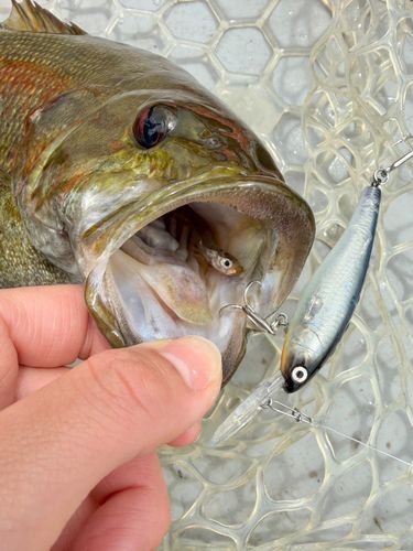 スモールマウスバスの釣果