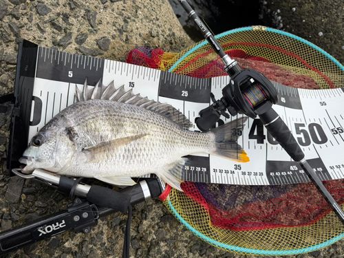キビレの釣果