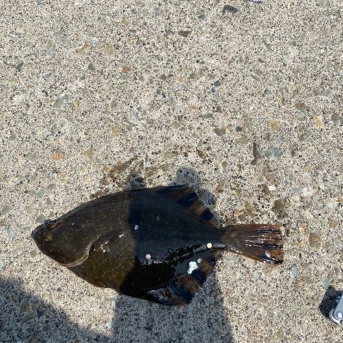 ヌマガレイの釣果