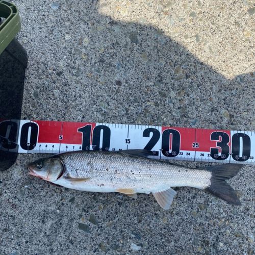 ウグイの釣果
