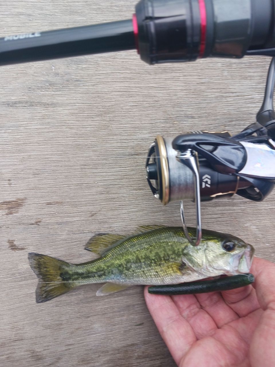 DAIWA 20ブレイゾン モバイル 666TLSの最安値・インプレ・釣果 | 本音