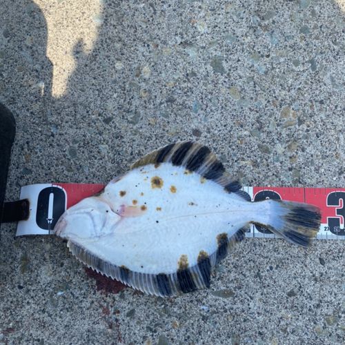 ヌマガレイの釣果
