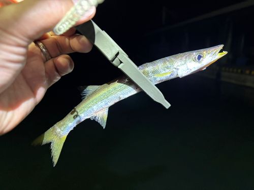 カマスの釣果