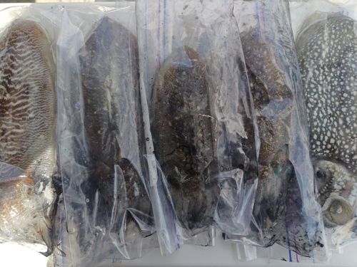 コウイカの釣果