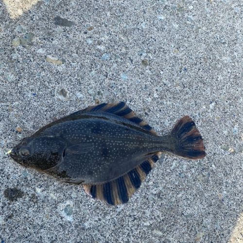 ヌマガレイの釣果