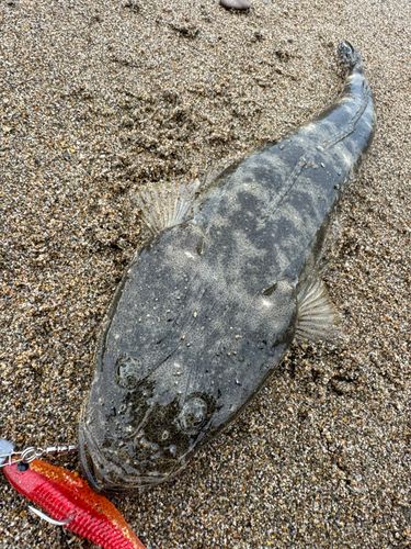 マゴチの釣果