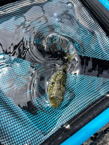 シロメバルの釣果