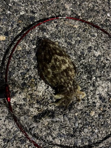 モンゴウイカの釣果