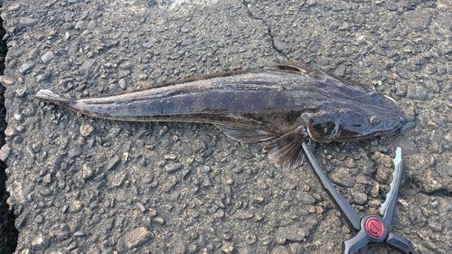 マゴチの釣果