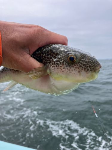 ショウサイフグの釣果