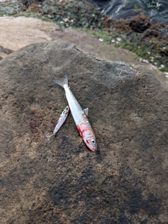 イワシの釣果