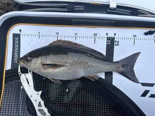 イサキの釣果