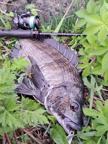 チヌの釣果