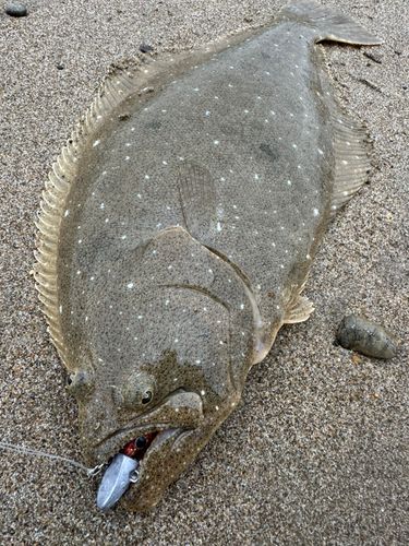 ヒラメの釣果
