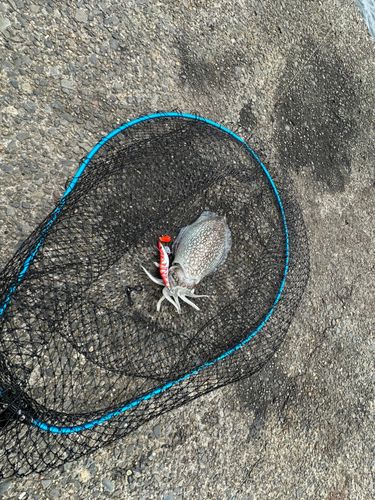 シリヤケイカの釣果