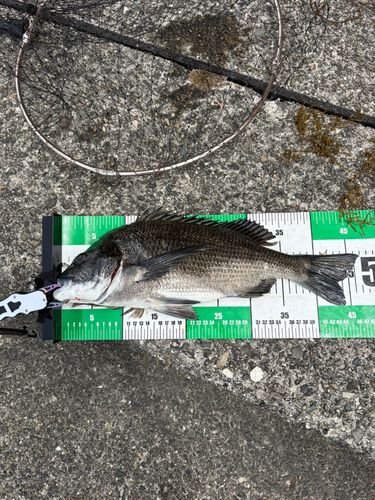 チヌの釣果