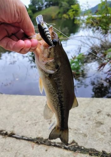 ブラックバスの釣果