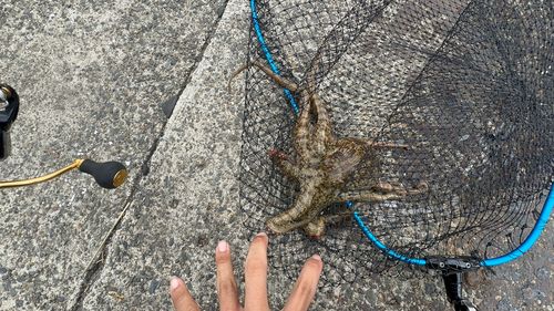タコの釣果