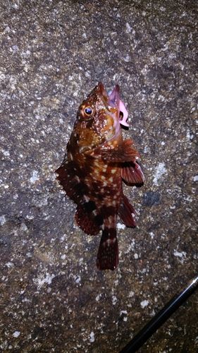 カサゴの釣果