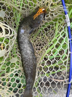 ナマズの釣果