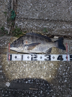 チヌの釣果