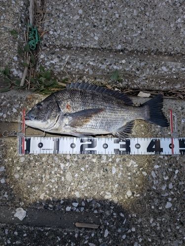 チヌの釣果