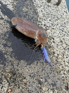 コウイカの釣果