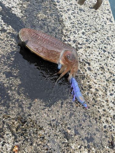コウイカの釣果