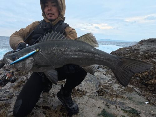 ヒラスズキの釣果