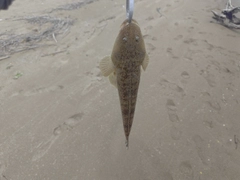 マゴチの釣果