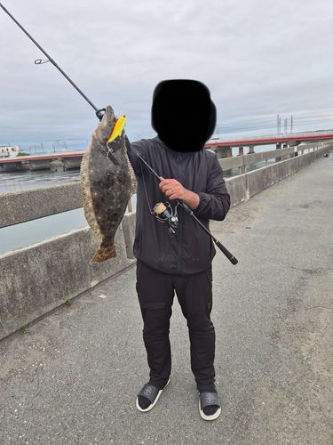 ヒラメの釣果