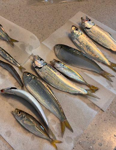 サッパの釣果