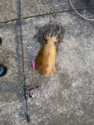 アオリイカの釣果