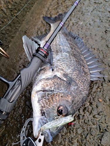 チヌの釣果