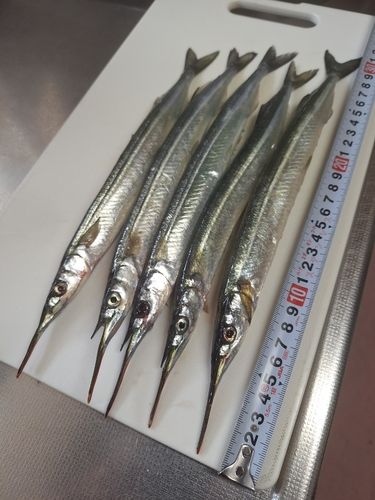 サヨリの釣果