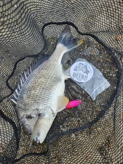 キビレの釣果