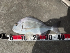 ヘダイの釣果