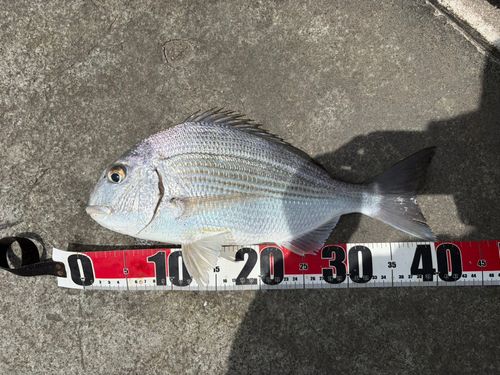 ヘダイの釣果