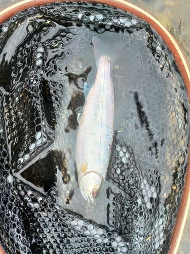 ヤマメの釣果